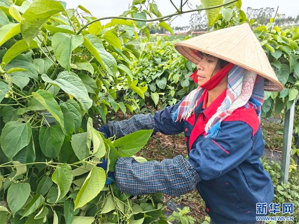 星油藤种植技术方案