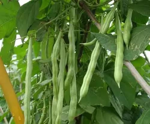 四季豆种植方法