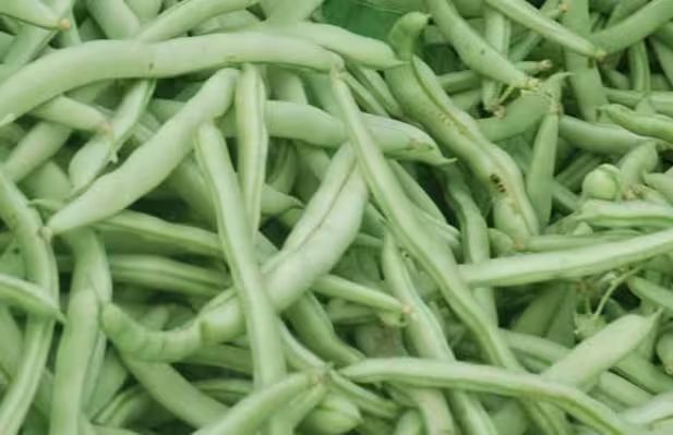 四季豆种植方法