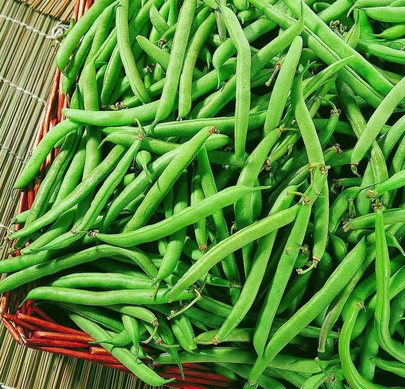 四季豆种植方法
