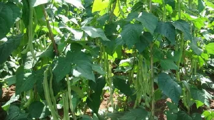 四季豆种植方法