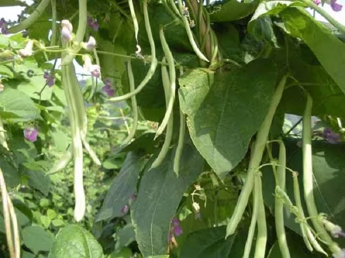 四季豆种植方法