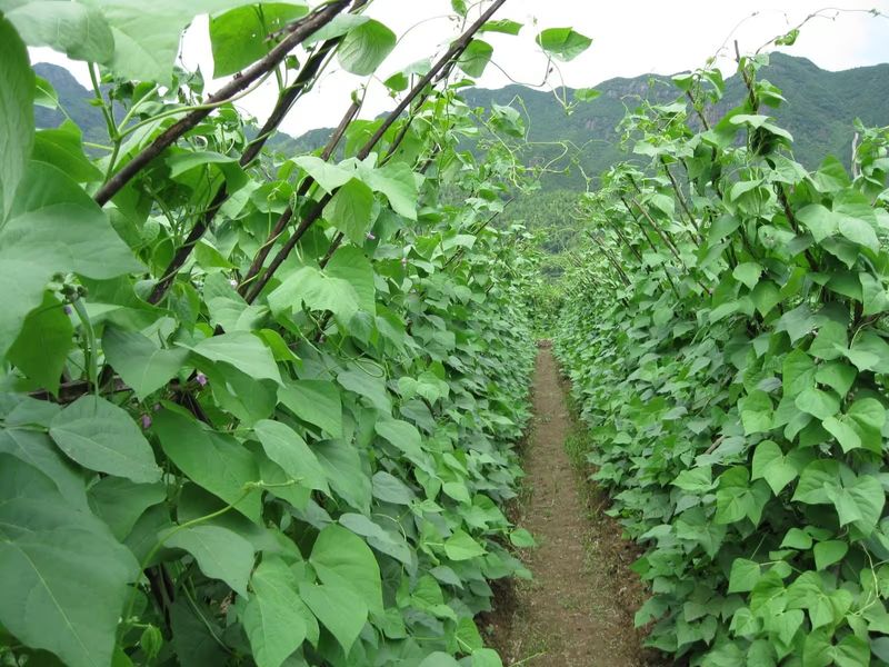 四季豆种植方法