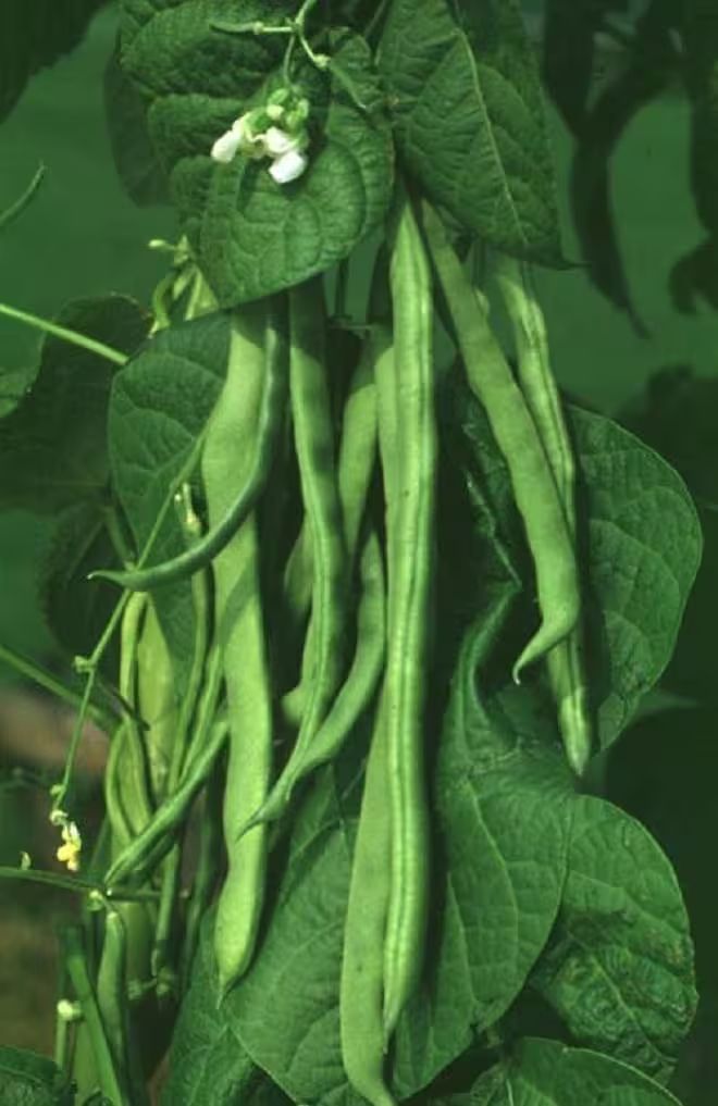 四季豆种植方法