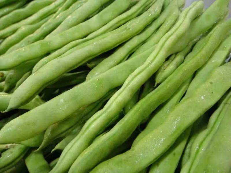 四季豆种植方法