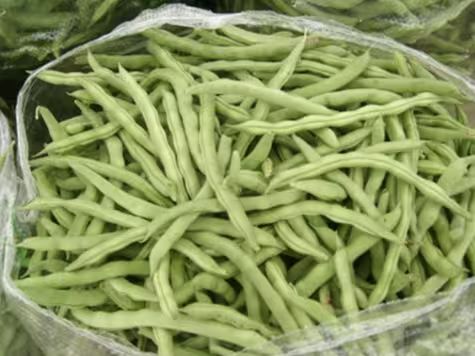 四季豆种植方法