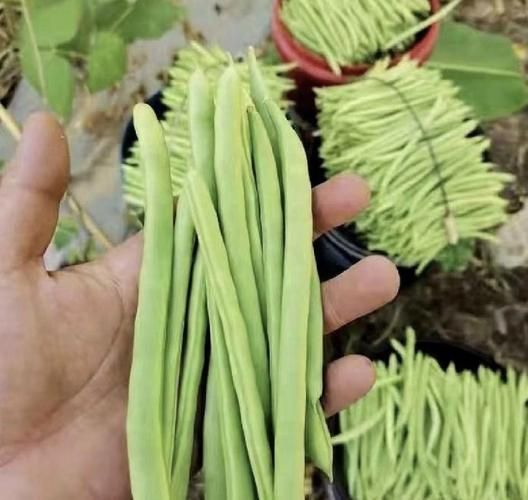 四季豆种植方法