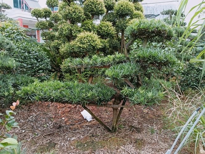 罗汉松种植技术视频