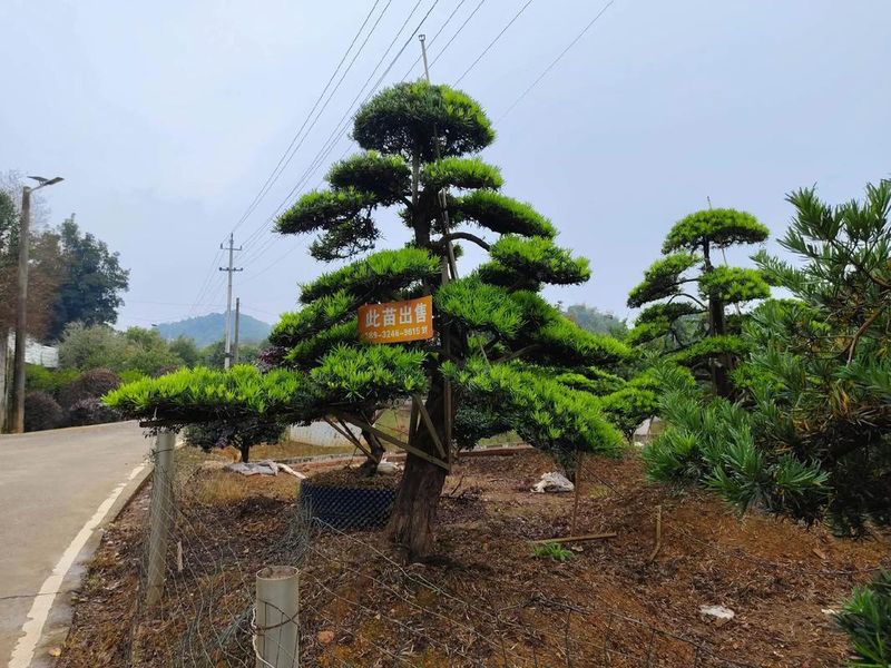 罗汉松种植技术视频
