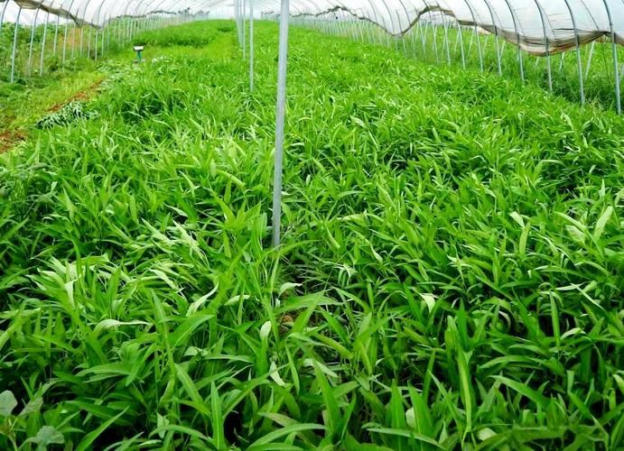 大棚空心菜种植技术