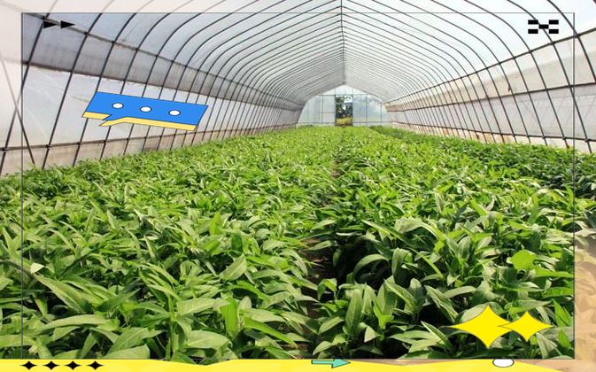 大棚空心菜种植技术