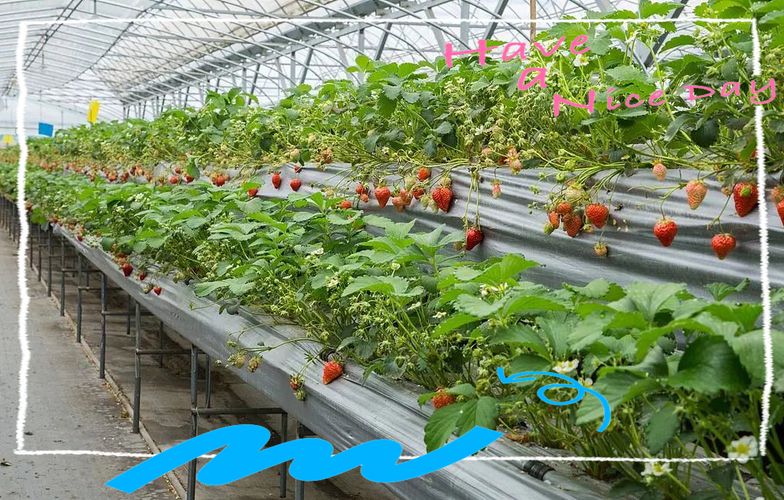 草莓种植方法图解