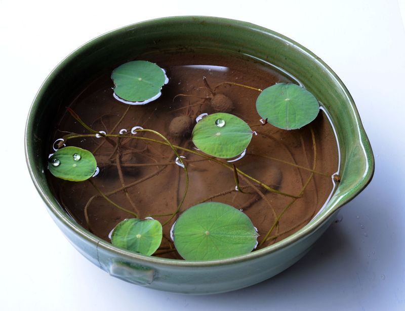 睡莲的种植方法盆栽