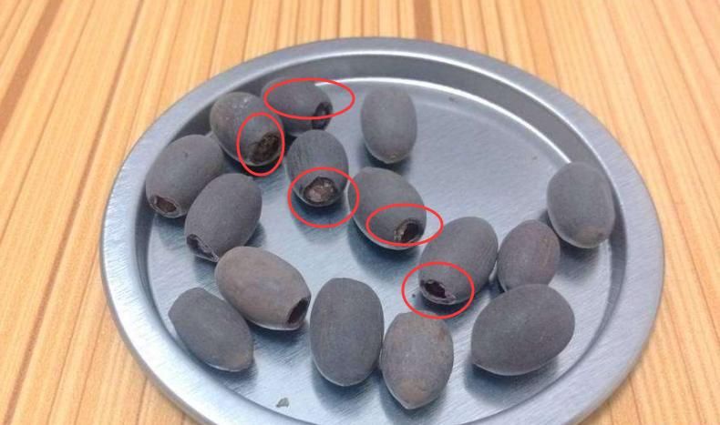 睡莲的种植方法盆栽