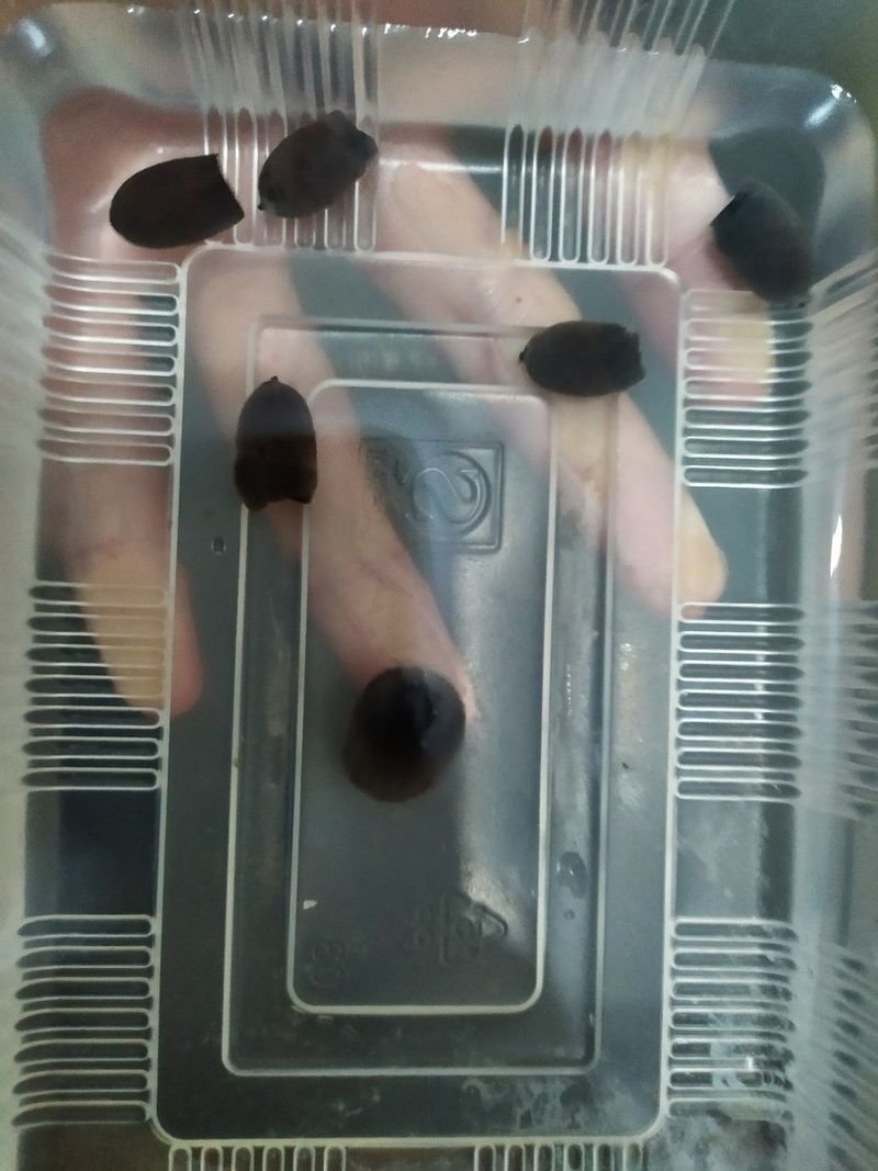 睡莲的种植方法盆栽