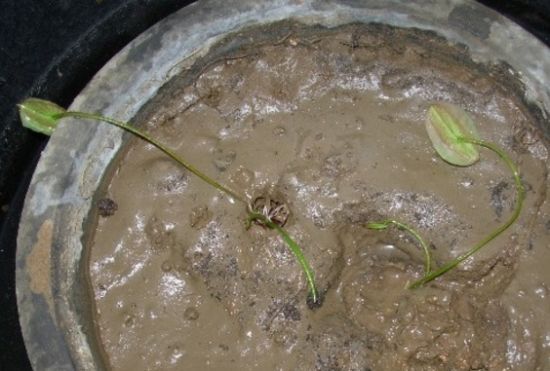 睡莲的种植方法盆栽
