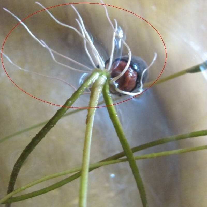 睡莲的种植方法盆栽