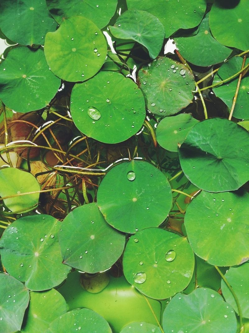 睡莲的种植方法盆栽