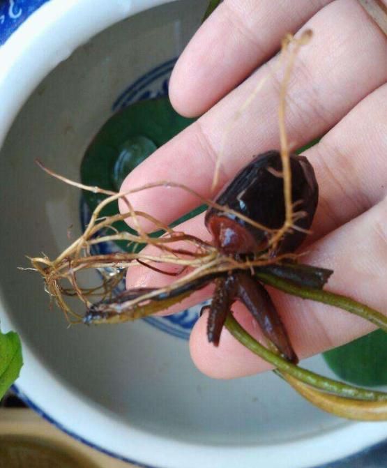 睡莲的种植方法盆栽