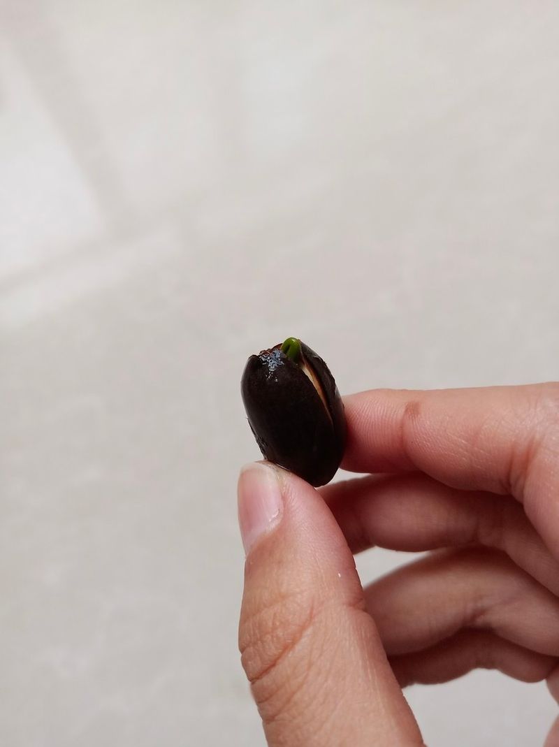 睡莲的种植方法盆栽