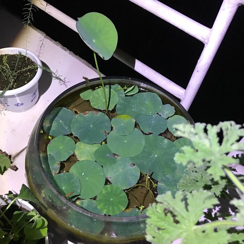 睡莲的种植方法盆栽