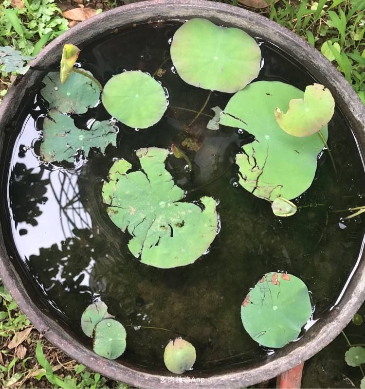 睡莲的种植方法盆栽