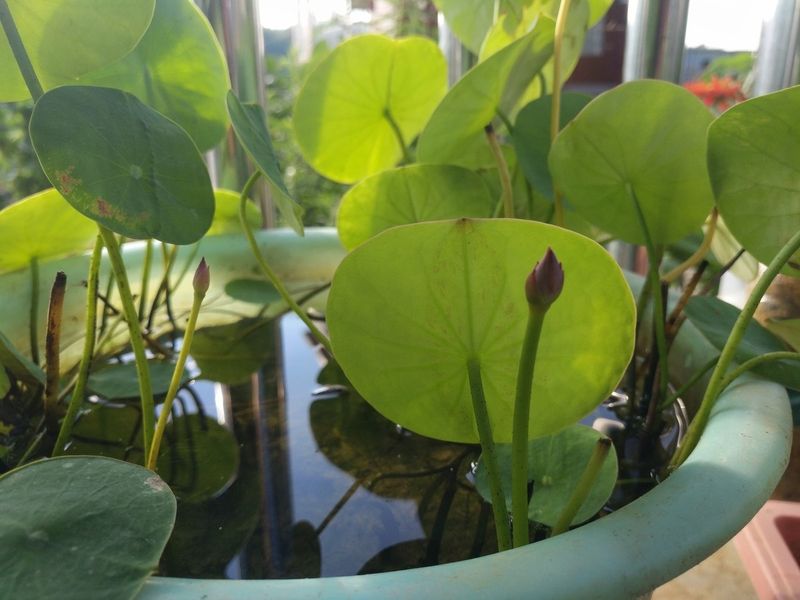 睡莲的种植方法盆栽
