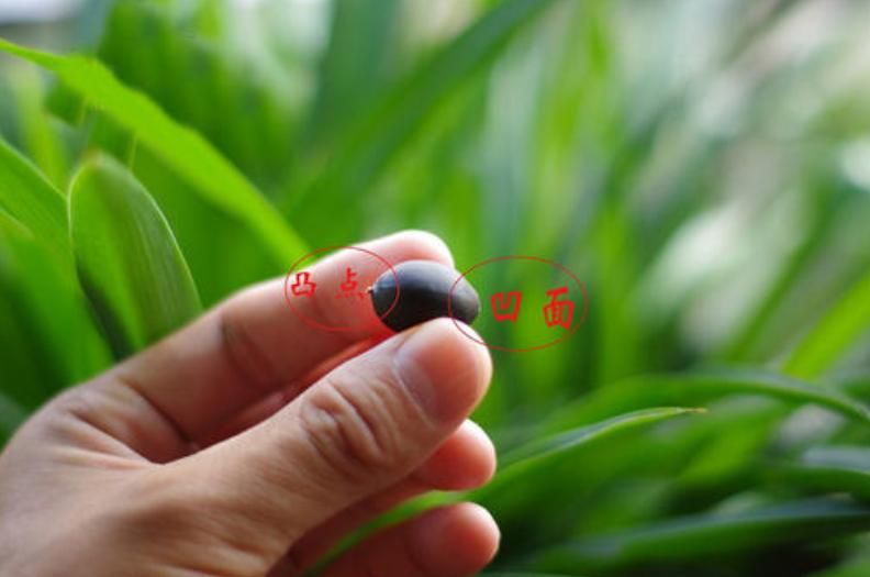 睡莲的种植方法盆栽
