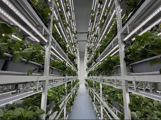 草莓种植方法图解