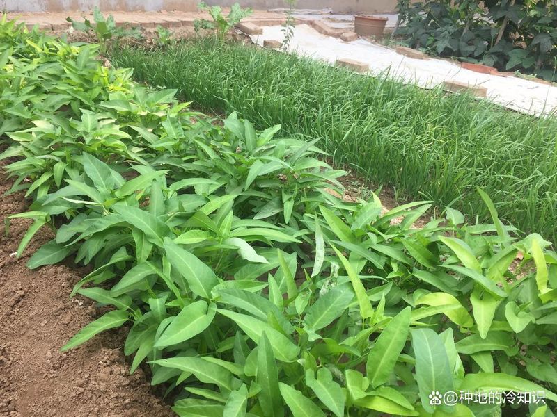 大棚空心菜种植技术