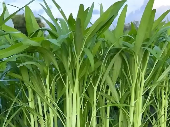 大棚空心菜种植技术
