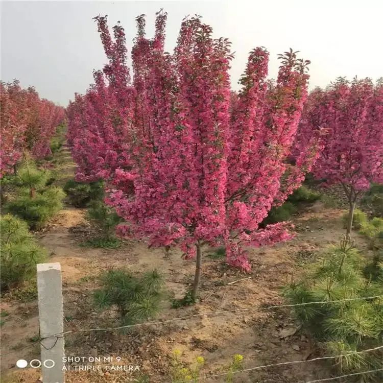 垂丝海棠种植方法