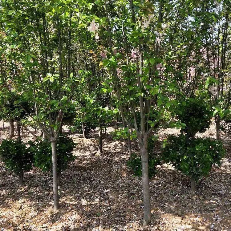 垂丝海棠种植方法