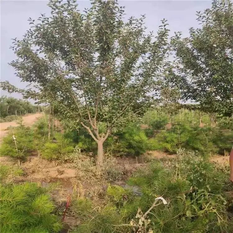 垂丝海棠种植方法