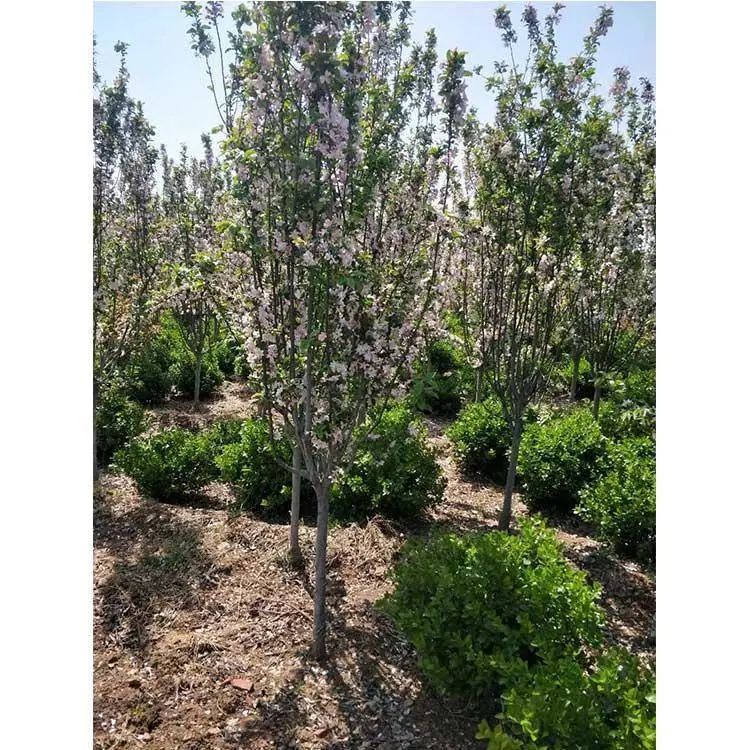 垂丝海棠种植方法