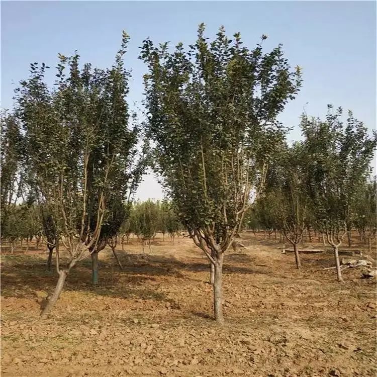 垂丝海棠种植方法