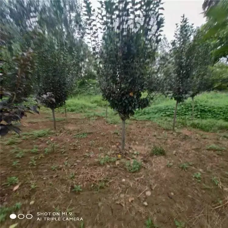 垂丝海棠种植方法
