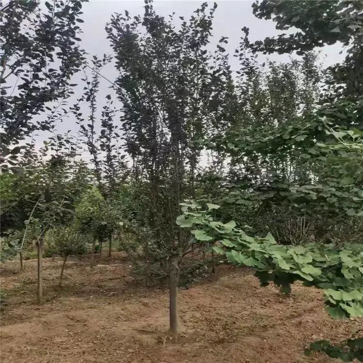 垂丝海棠种植方法