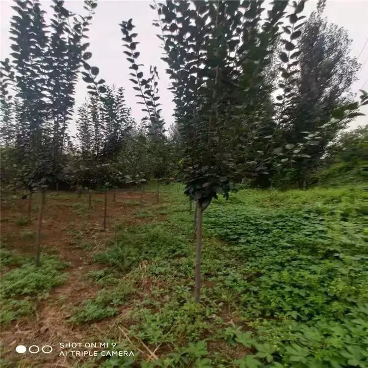 垂丝海棠种植方法