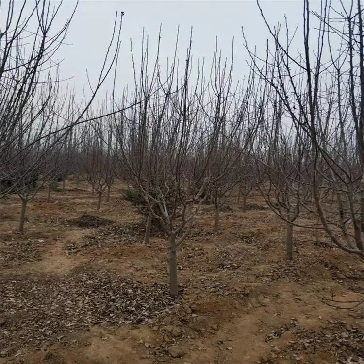 垂丝海棠种植方法