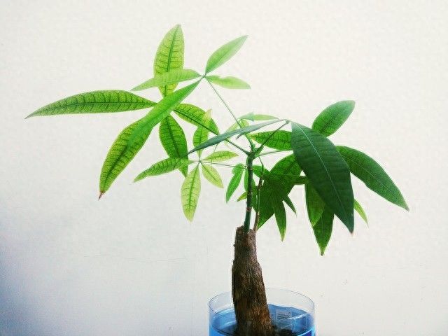 发财树的种植方法