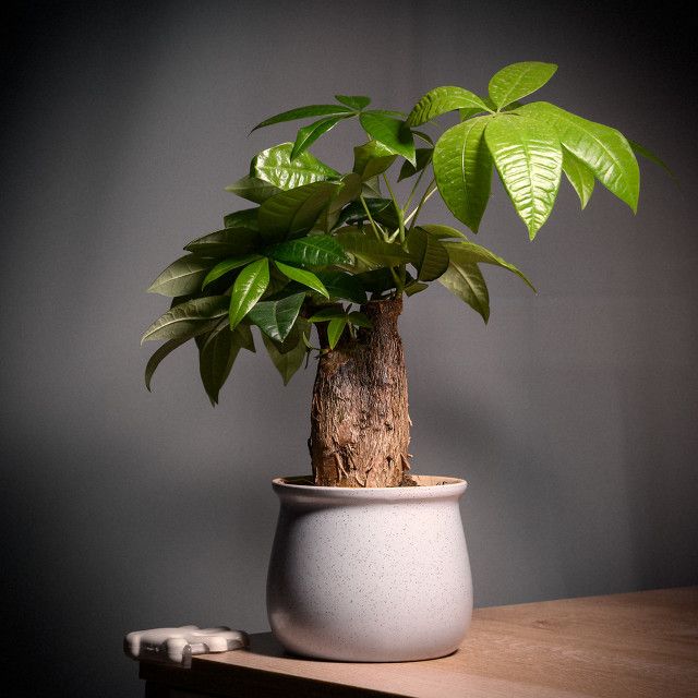 发财树的种植方法