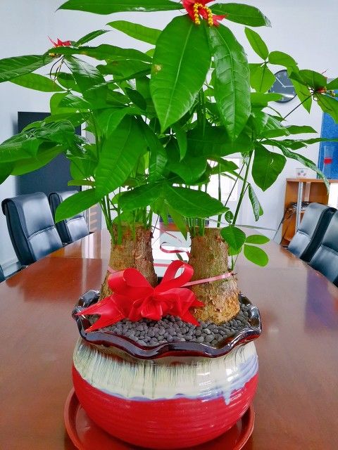 发财树的种植方法
