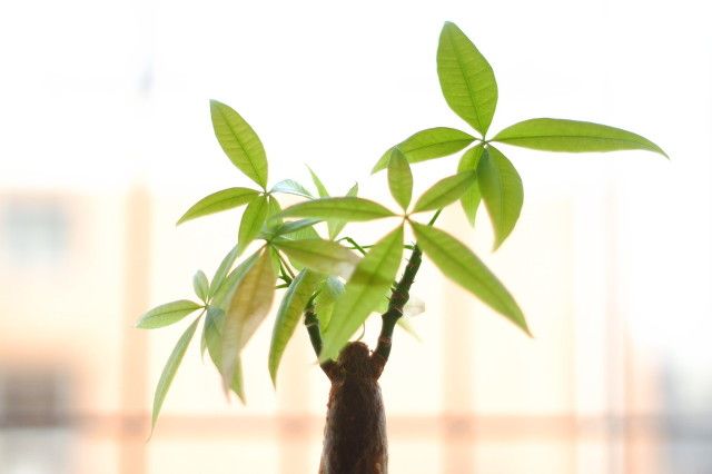 发财树的种植方法