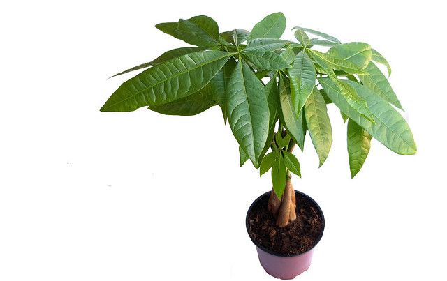 发财树的种植方法