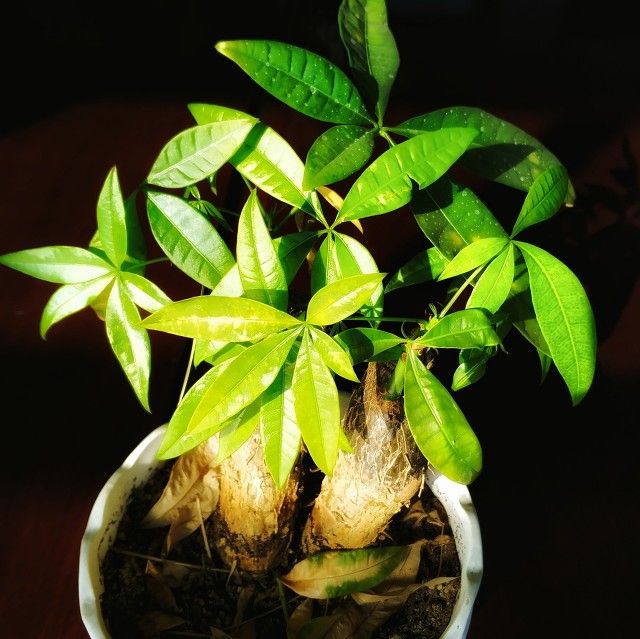 发财树的种植方法