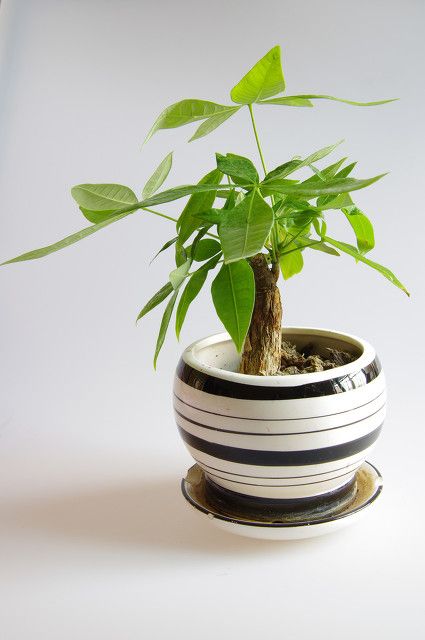 发财树的种植方法