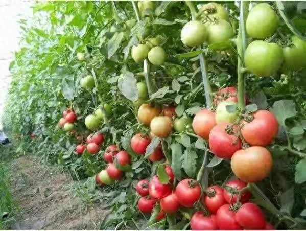 四照花果的种植技术