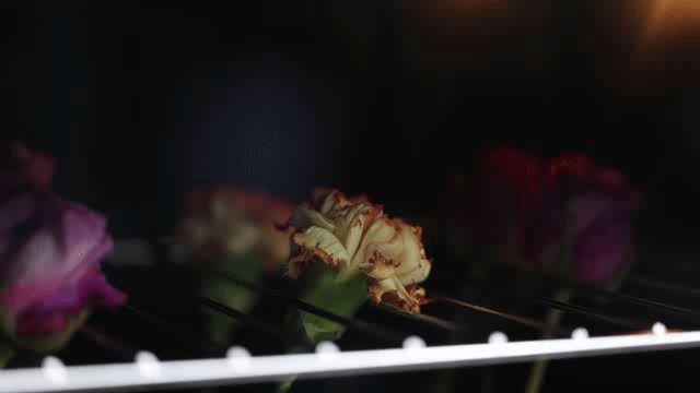 永生花制作原理
