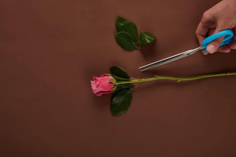 永生花制作原理